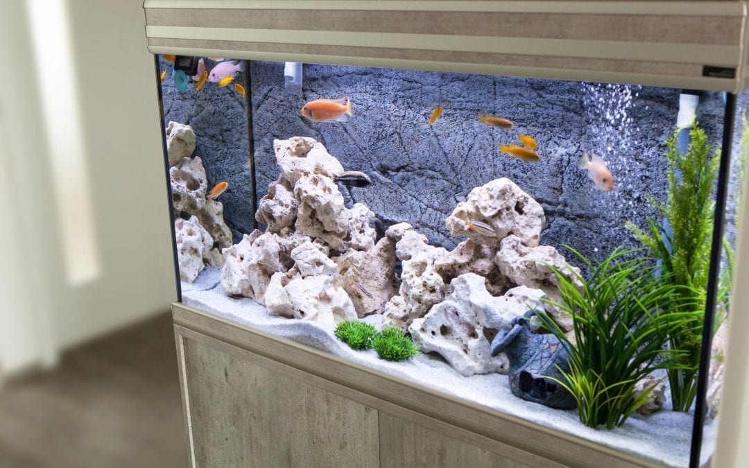 fish tank with fishes 