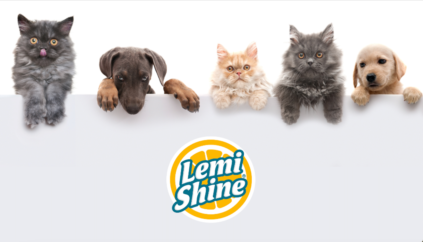 image of dogs and cats