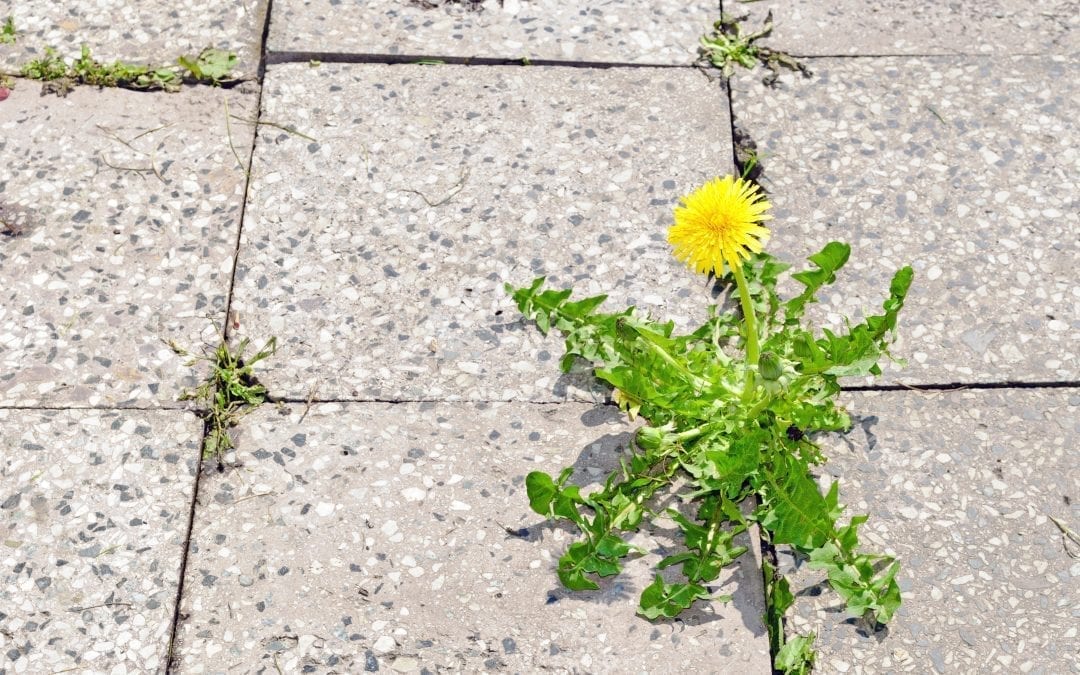 weed poking through sidewalk 